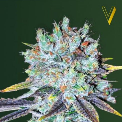 Victory Seeds - Original Berry